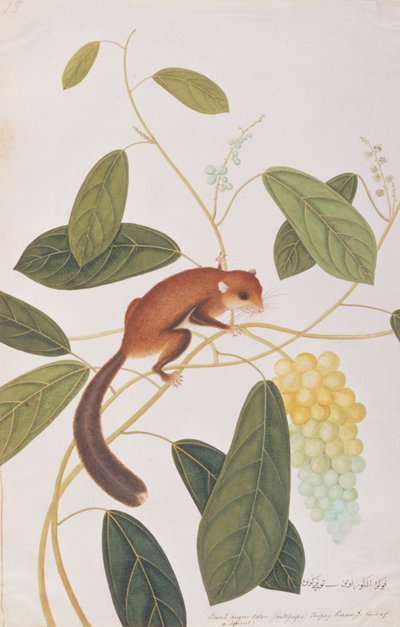 Ardilla Voladora de Mejillas Grises, de Dibujos de Animales, Insectos y Reptiles de Malaca, c.1805-18 de Chinese School